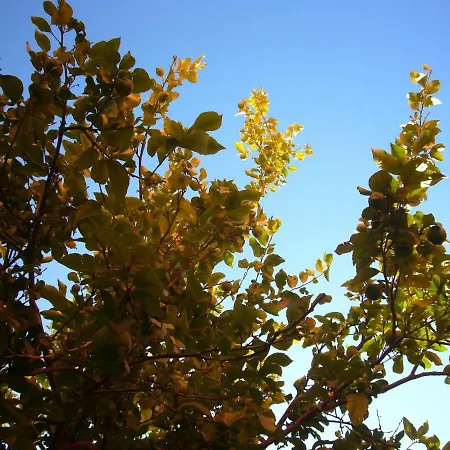 Encantadora Casa Do Limoeiro 公寓